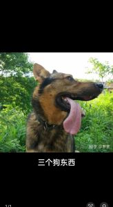 三个狗东西作者CobraV-狗东西免费看，书名难听但好看