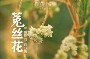 末世里的菟丝花by乱花渐欲免费-柔弱女人如何活下去？