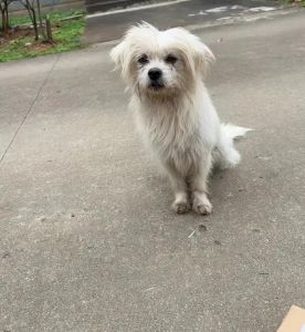 年下的疯狗之捡回来的狗-捡来狗狗太横，总跟老婆较劲