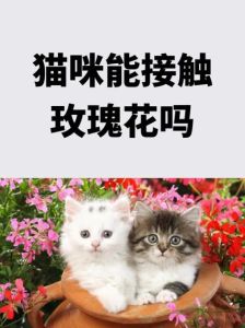猫咪的玫瑰谁是攻谁是受-《猫咪的玫瑰》异世界冒险，猫咪玫瑰互动引人入胜