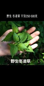 冬凌草在农村叫什么_不死草，高山药用，泡茶治病，吉祥食用