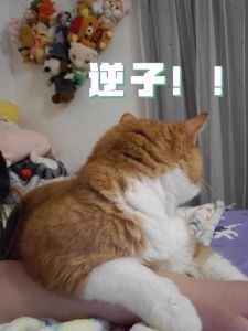 你个逆子攻是谁_管教腹黑小天才，甜蜜又挑战