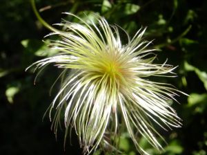 菟丝花[重生]_乔轻轻撒娇示爱，霍云洲冷淡应对，甜蜜纠缠是滋养还是负担？