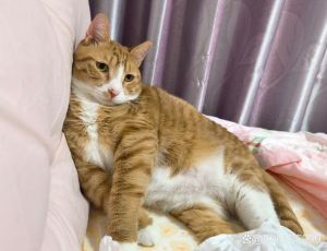 指挥你降落txt笔趣阁_闻斌握罗非替飞证据，严岫陷困境互不信任