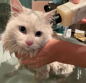 史莱姆售卖店一只灰猫小说_胖灰猫拯救史莱姆店，孟亚绯心动变猫伴