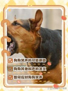 凶猛的狼狗叫声mp3_低沉有力，警惕危险，理性对待